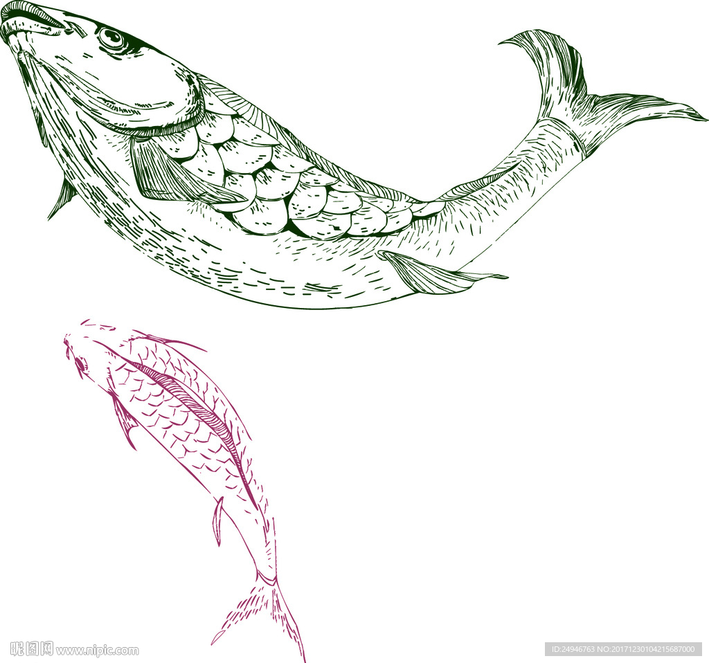 失量 手绘鱼