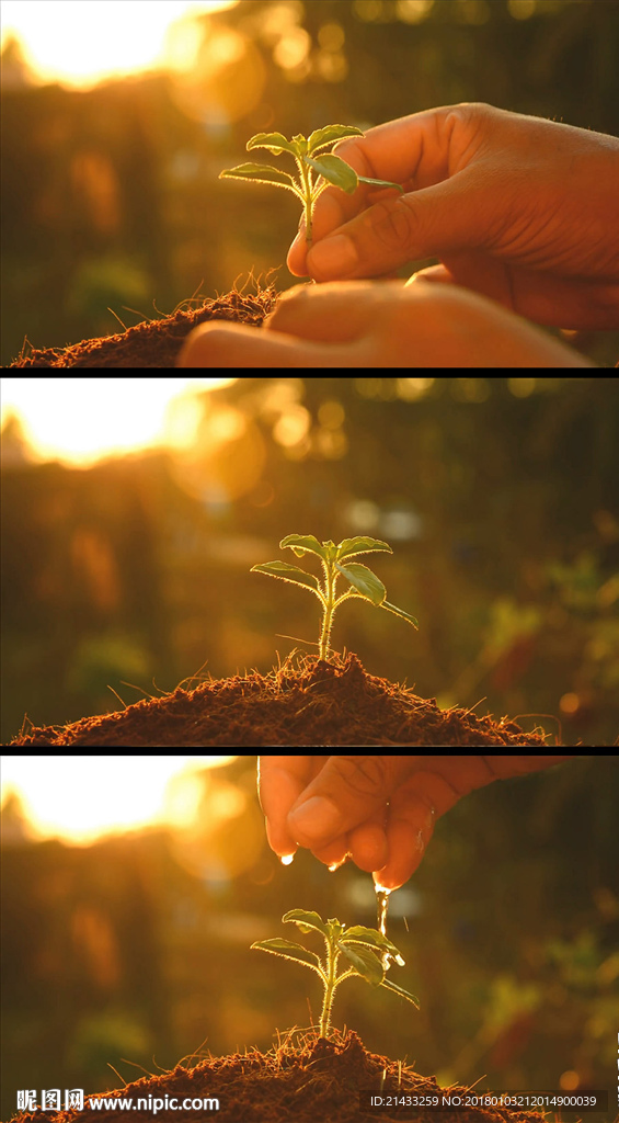 种植植物近距离拍摄视频素材