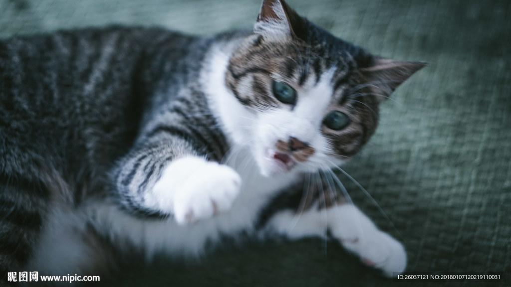 小猫游戏图