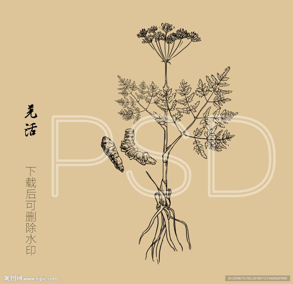 羌活