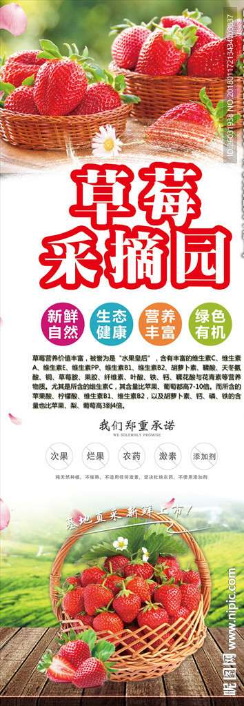 草莓采摘