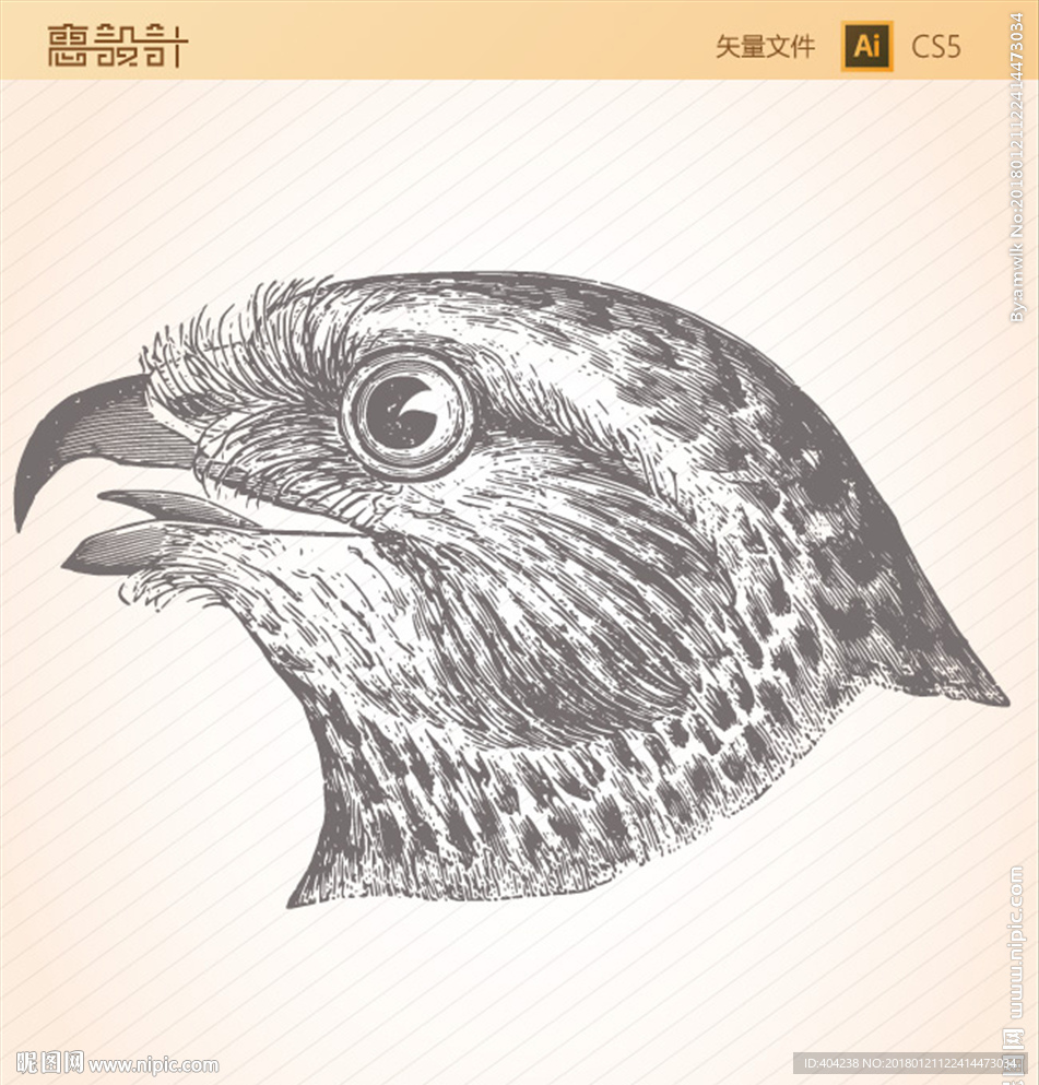 老鹰头部矢量图图片