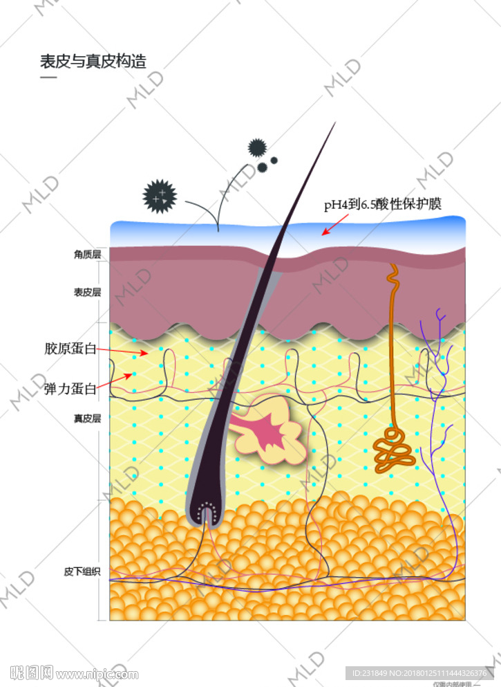 表皮与真皮构造