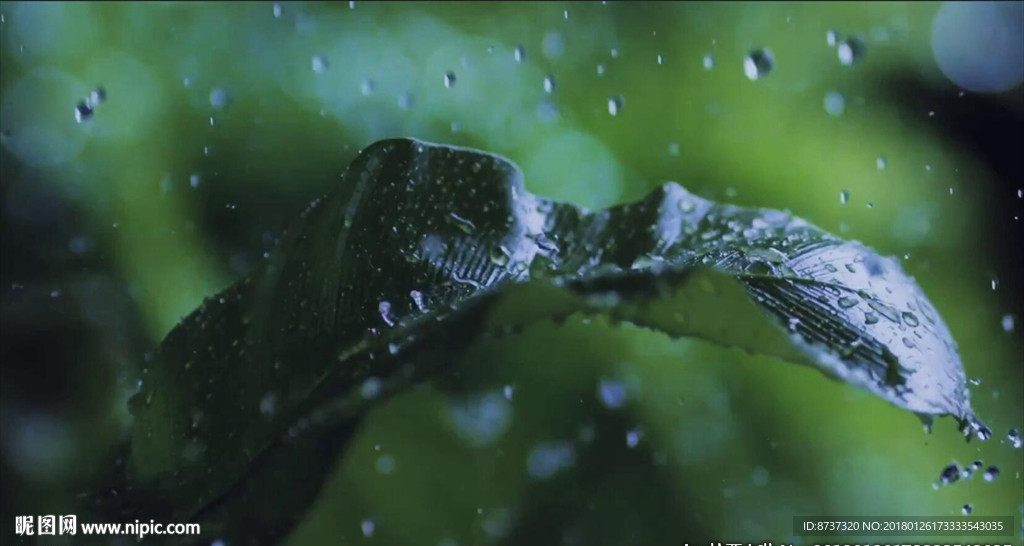 通用高清下雨水滴树叶摇晃视频