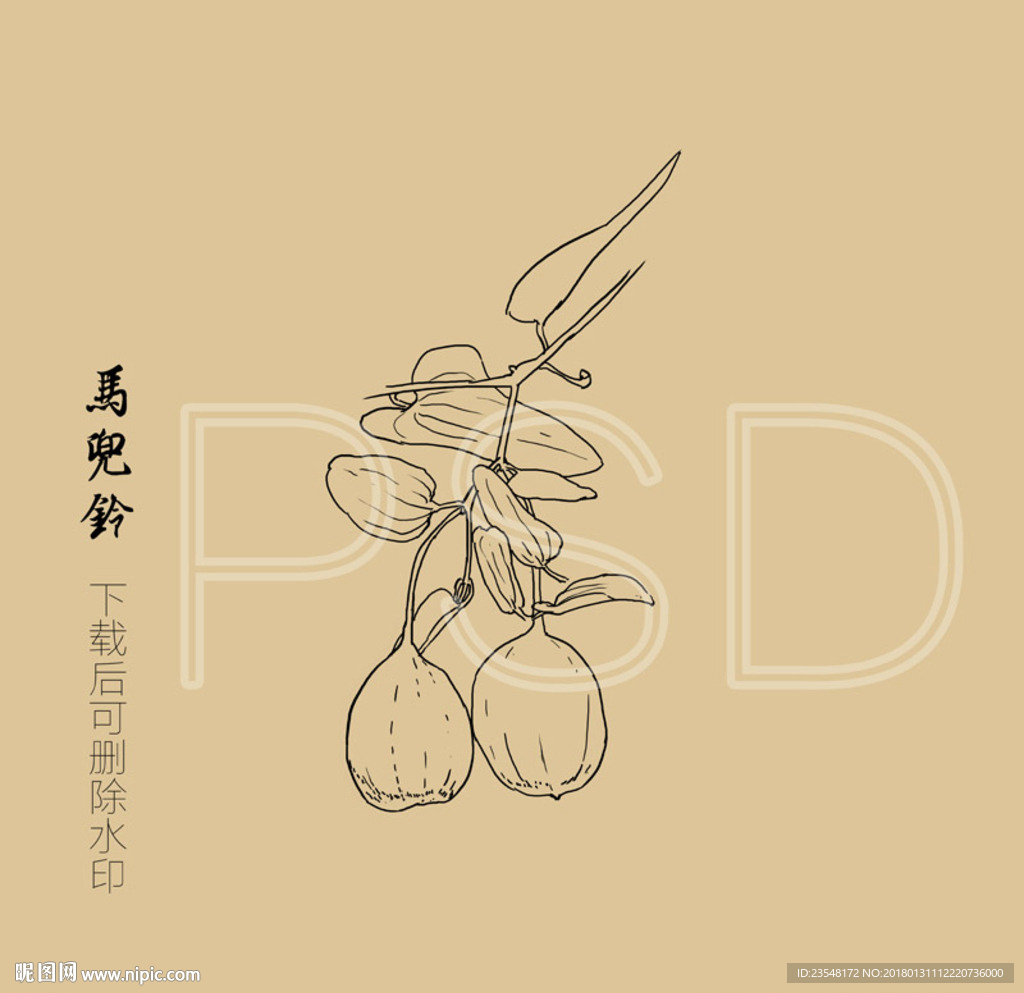 马兜铃