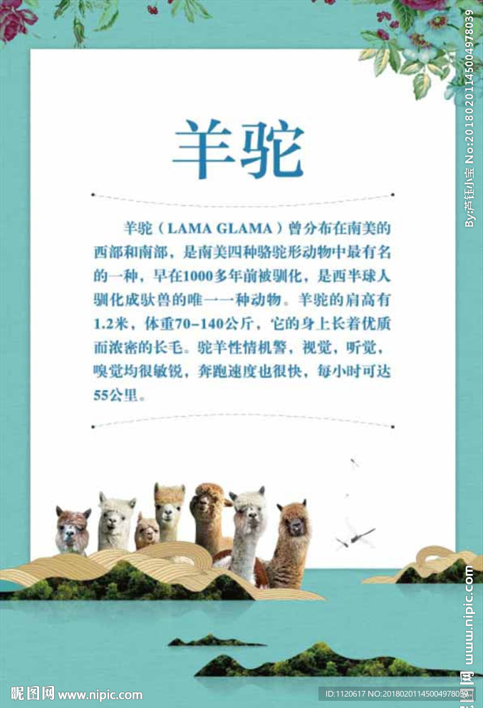 羊驼 海报 KT