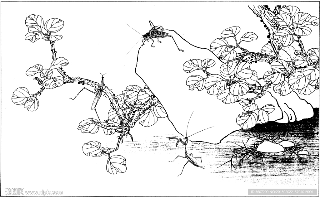 花鸟虫草白描素描 国画工笔