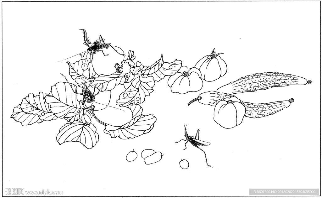 花鸟虫草白描素描 国画工笔