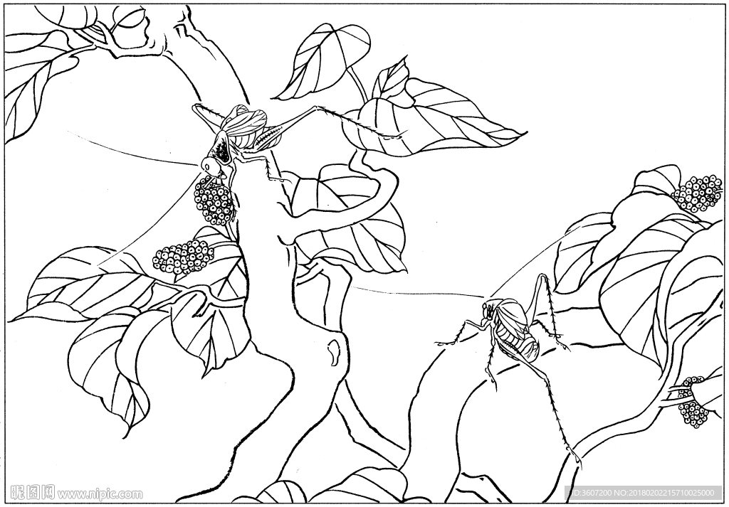 花鸟虫草白描素描 国画工笔