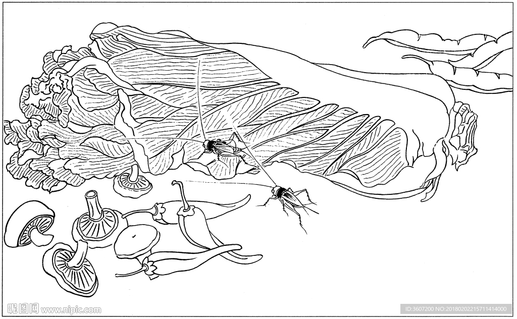 花鸟虫草白描素描 国画工笔