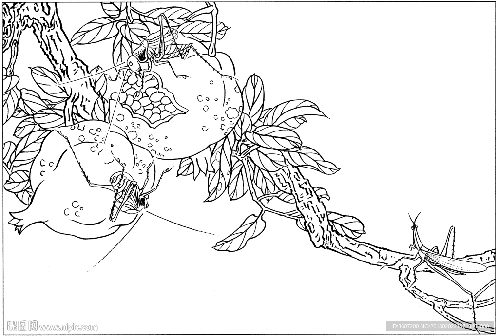 花鸟虫草白描素描 国画工笔