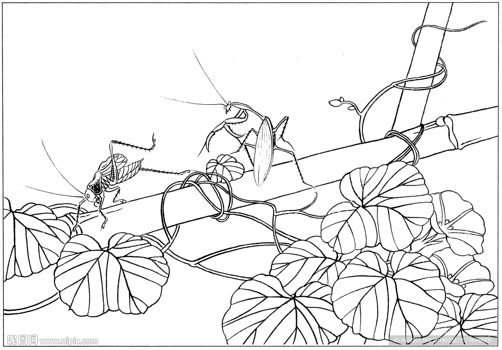 花鸟虫草白描素描 国画工笔