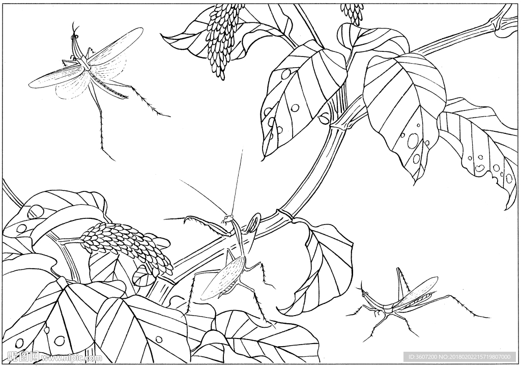 花鸟虫草白描素描 国画工笔