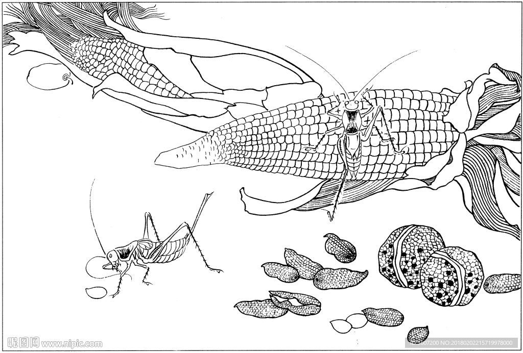 花鸟虫草白描素描 国画工笔