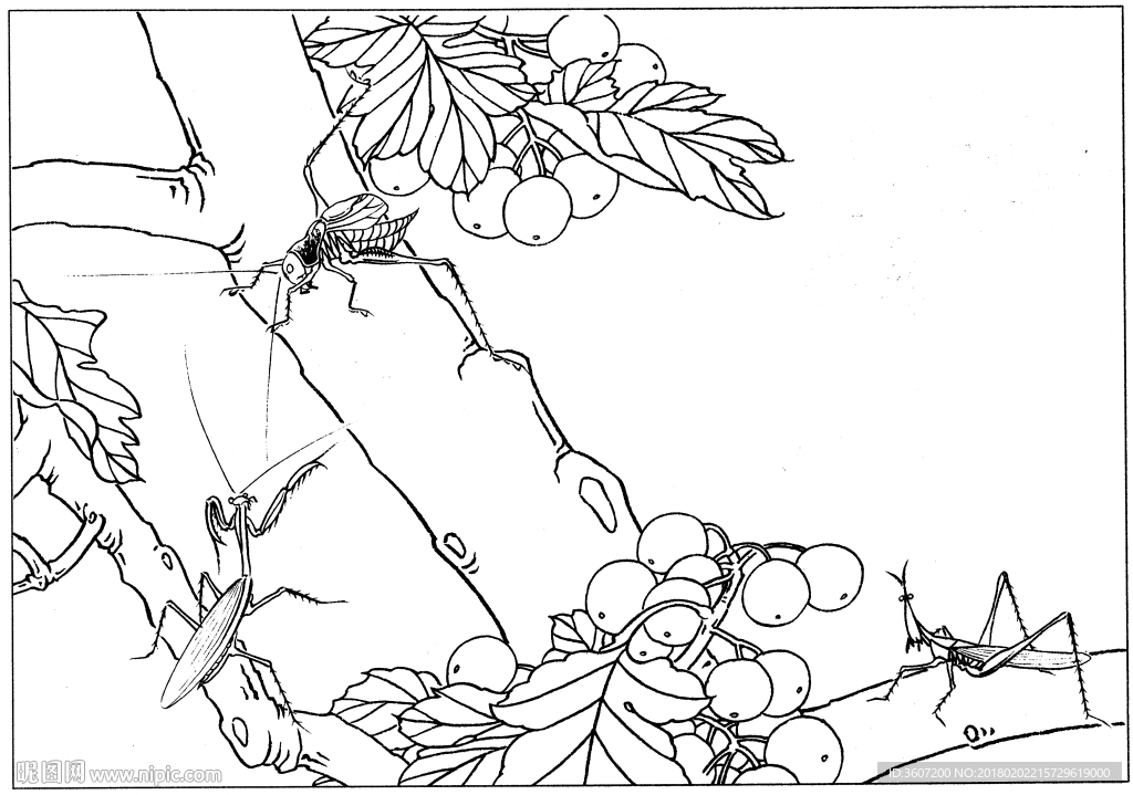 花鸟虫草白描素描 国画工笔 工