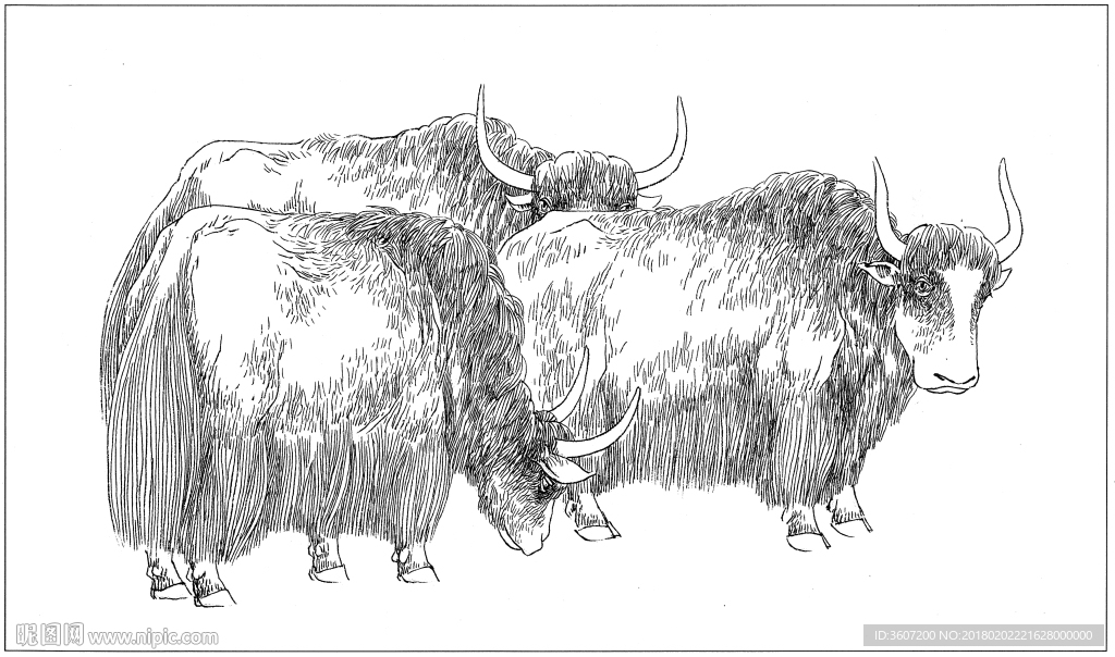 耗牛 白描 素描 线描 国画