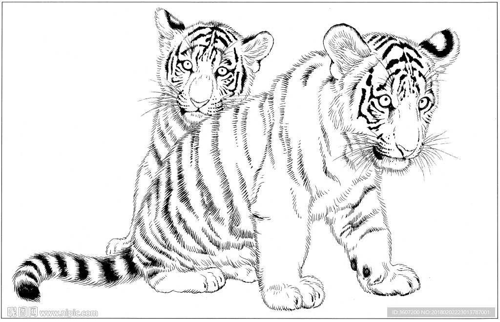 老虎 白描 素描 线描 国画