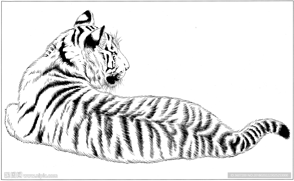 老虎 白描 素描 线描 国画