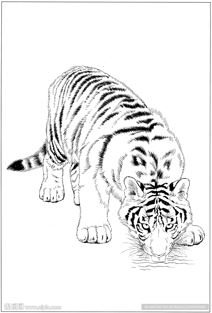老虎 白描 素描 线描 国画