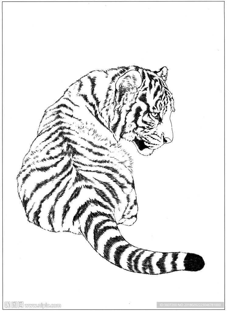 老虎 白描 素描 线描 国画