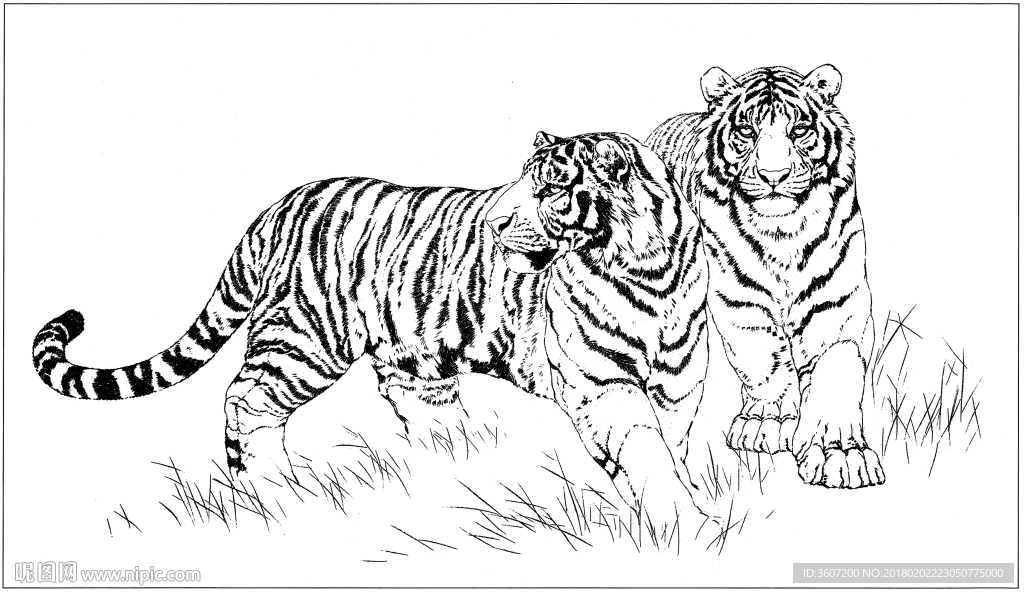 老虎 白描 素描 线描 国画