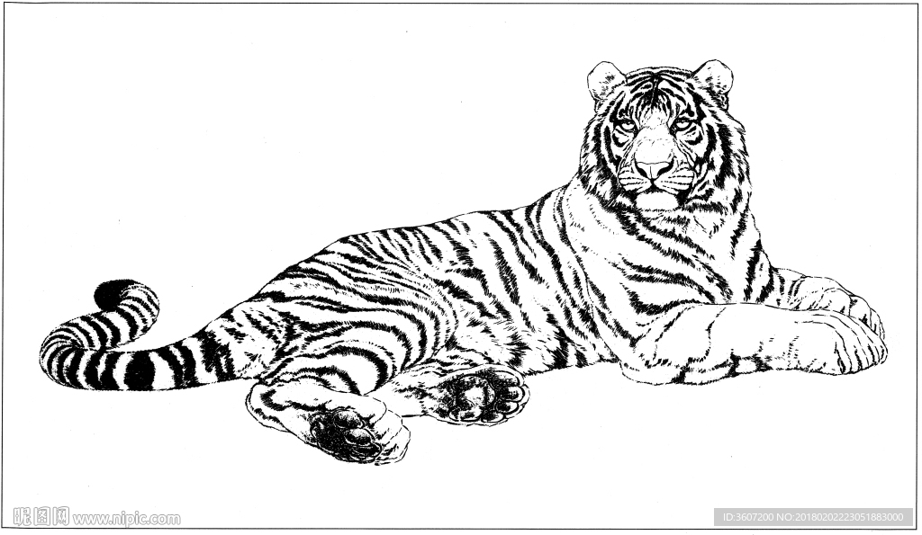 老虎 白描 素描 线描 国画