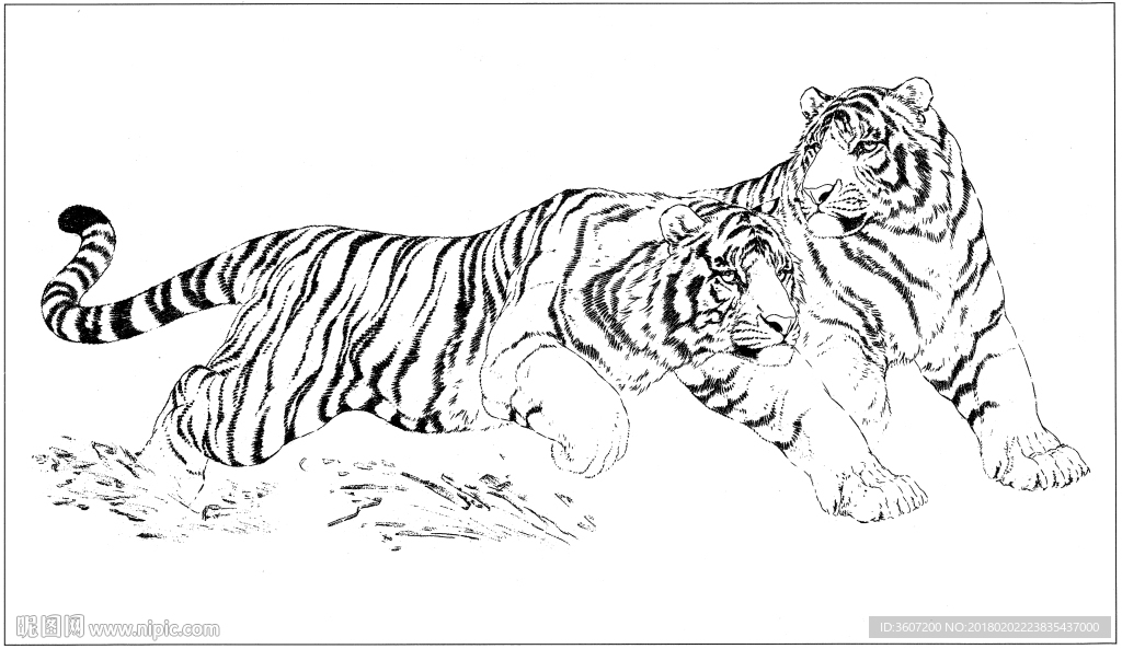 老虎 白描 素描 线描 国画