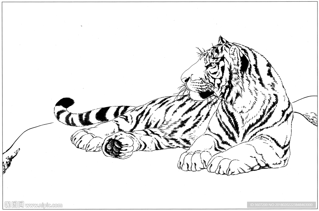 老虎的画法速写图片