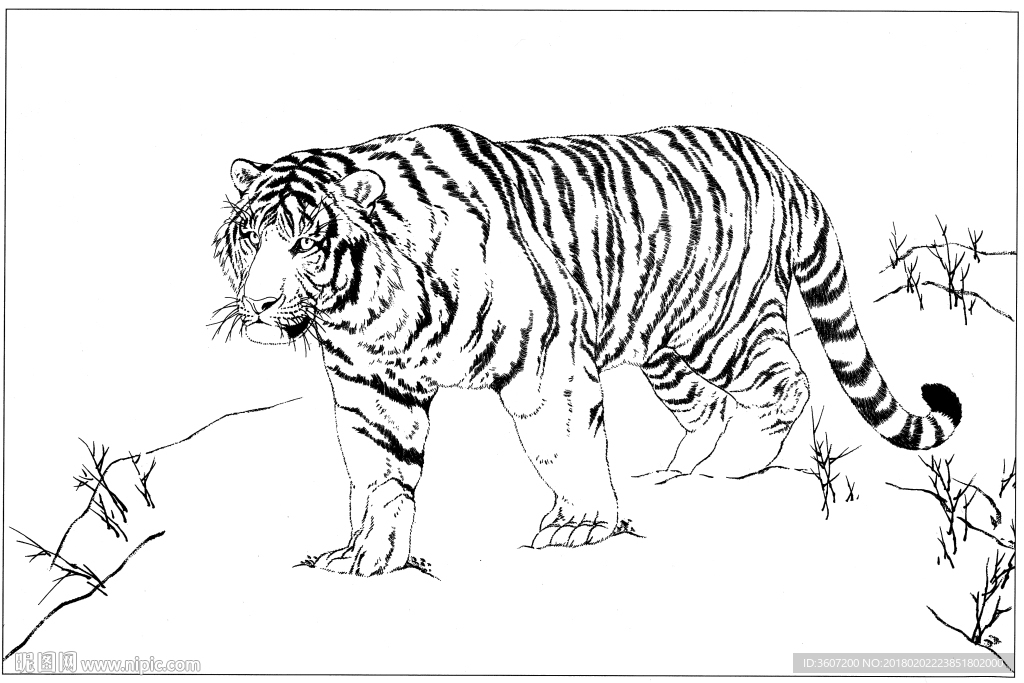 老虎 白描 素描 线描 国画