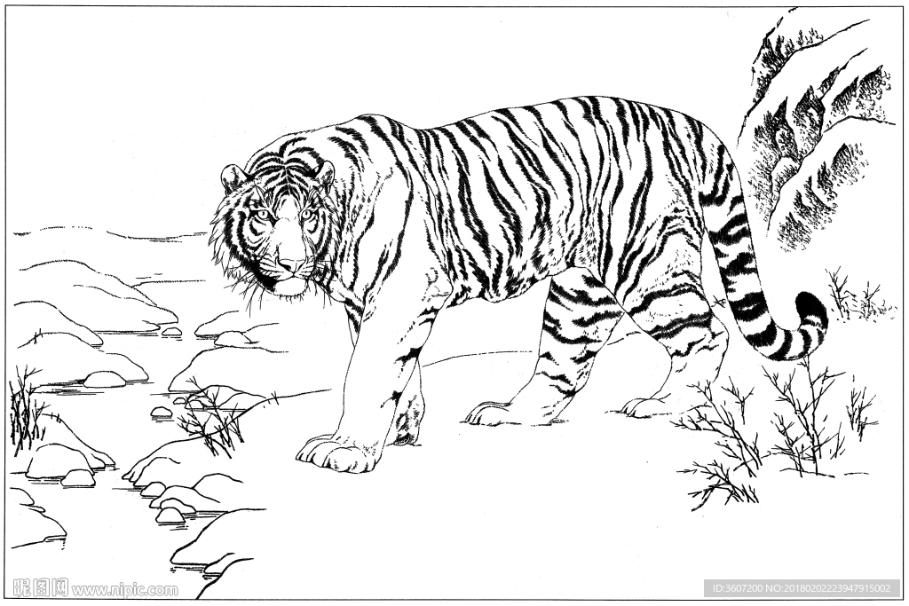 老虎 白描 素描 线描 国画