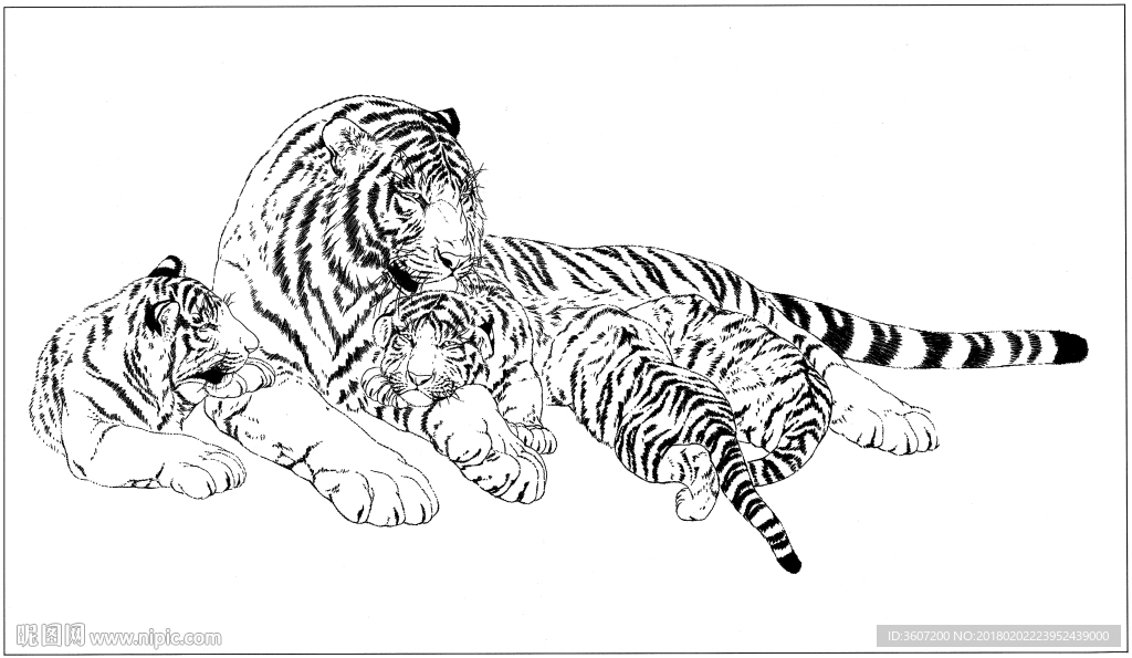 老虎 白描 素描 线描 国画