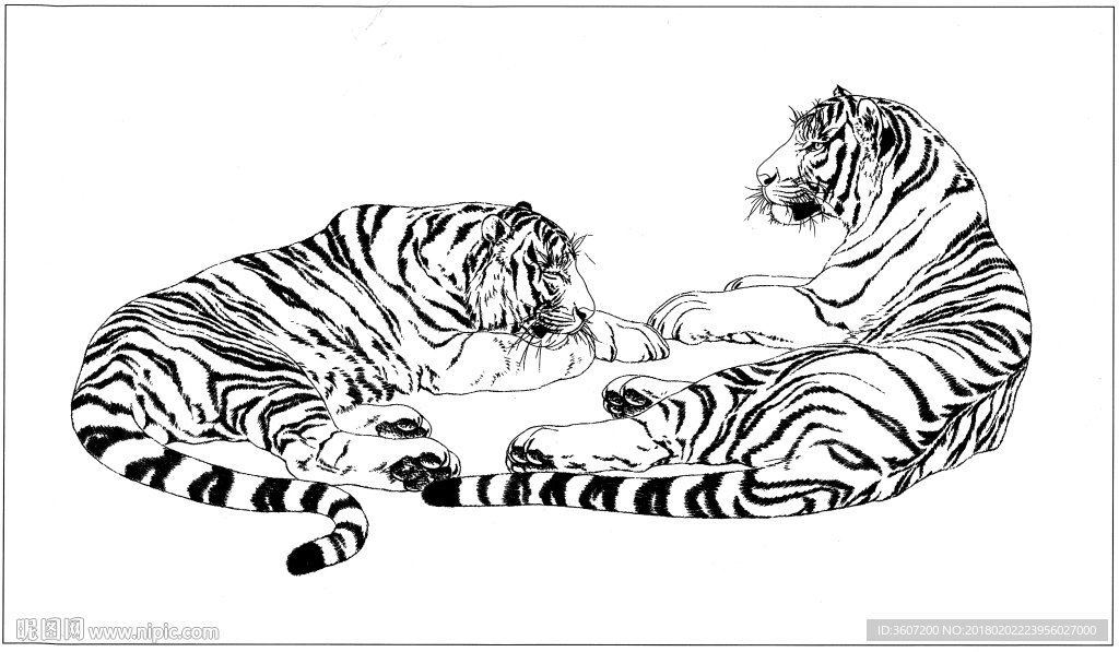 老虎 白描 素描 线描 国画