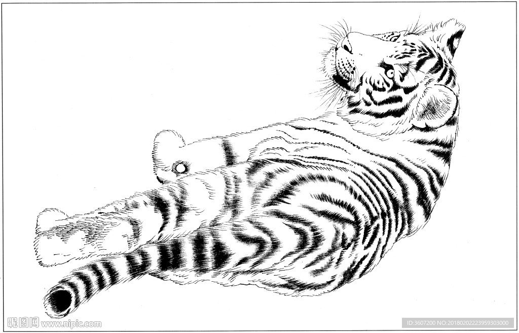 老虎 白描 素描 线描 国画