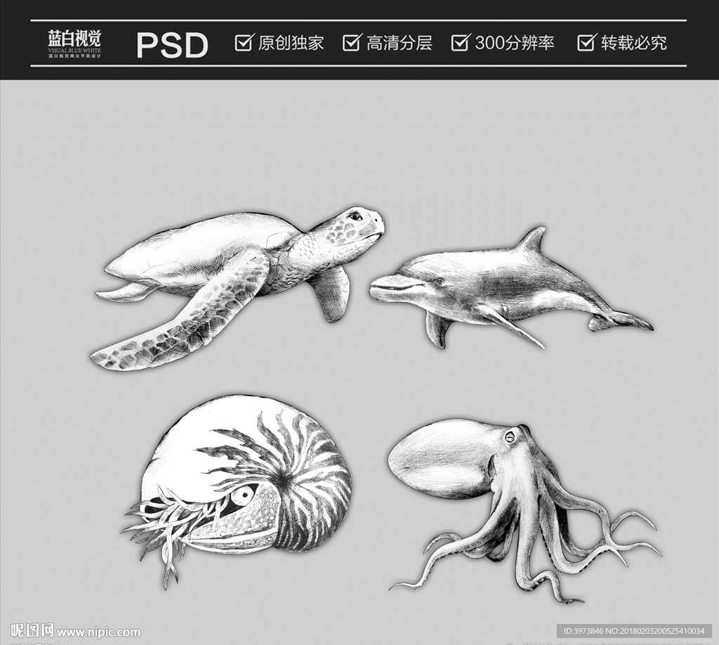 个人原创手绘海洋生物素描