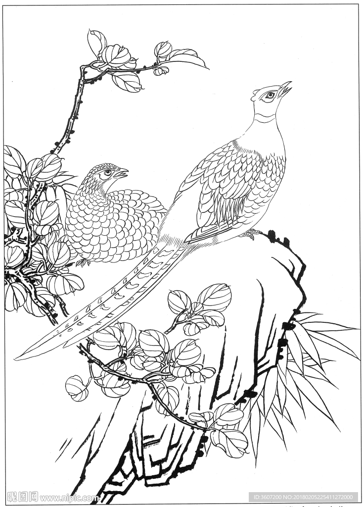 锦鸡 白描 素描 线描 国画稿