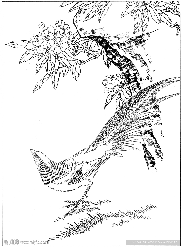 锦鸡 白描 素描 线描 国画稿
