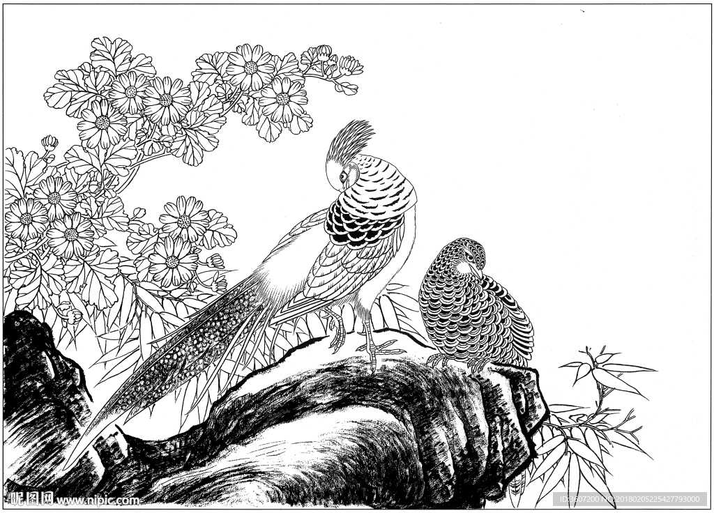 锦鸡 白描 素描 线描 国画稿