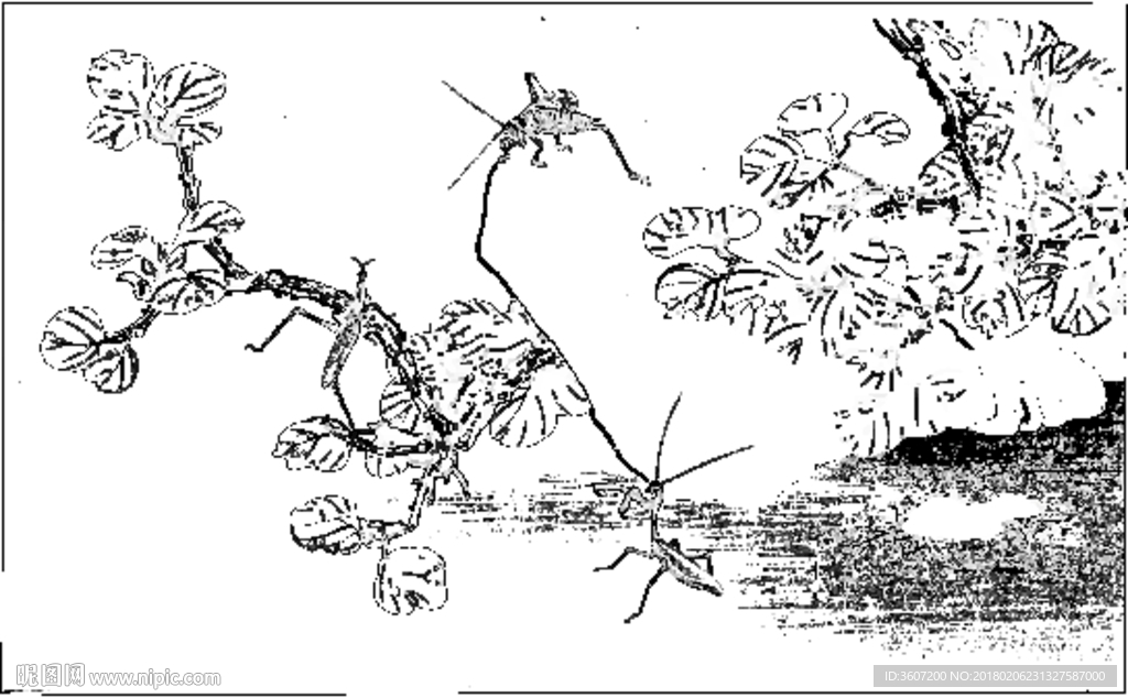 草虫 素描 白描 线描 国画稿