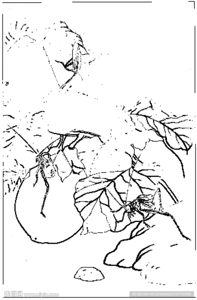 草虫 素描 白描 线描 国画稿