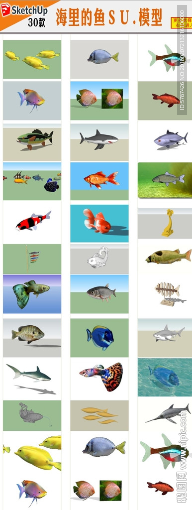 海洋鱼模型