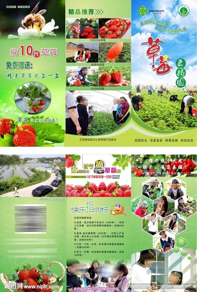 草莓采摘宣传三折页