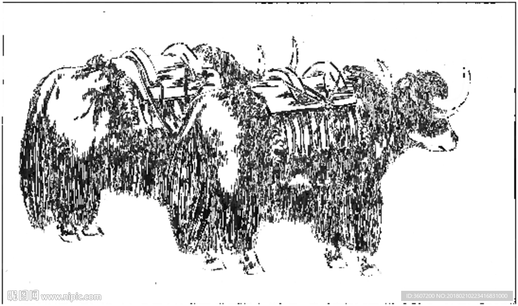 牦牛 线描 素描 白描 国画