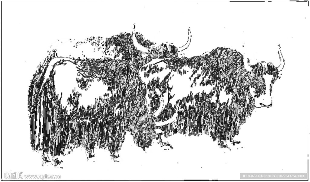 牦牛 线描 素描 白描 国画