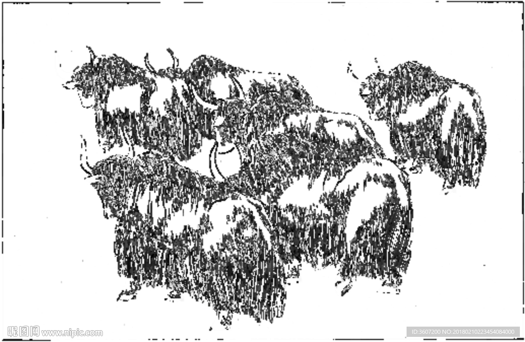 牦牛 线描 素描 白描 国画