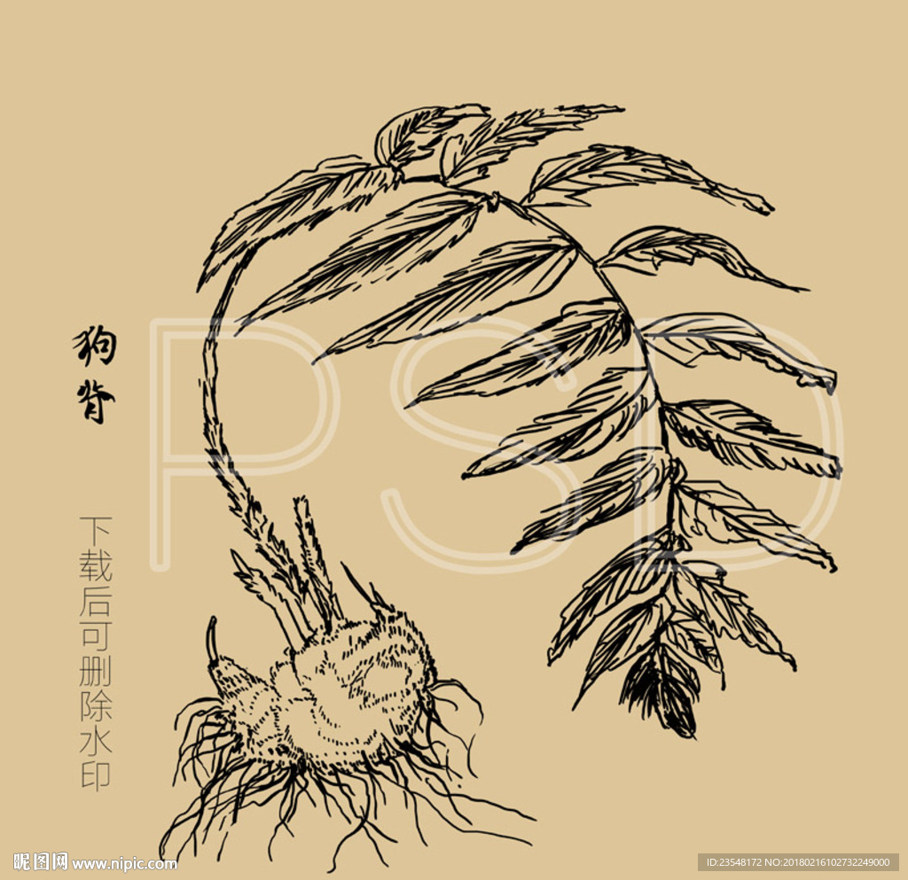 狗脊