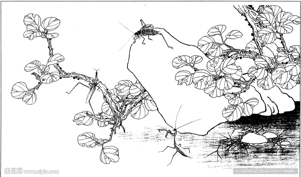 草虫 素描 线描 白描 国画
