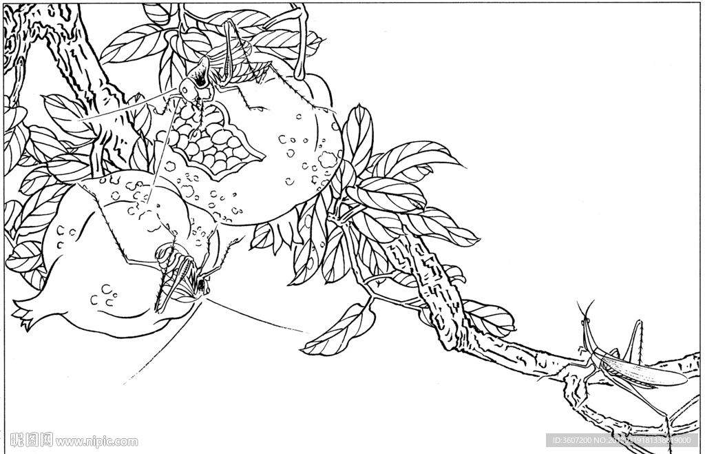 草虫 素描 线描 白描 国画