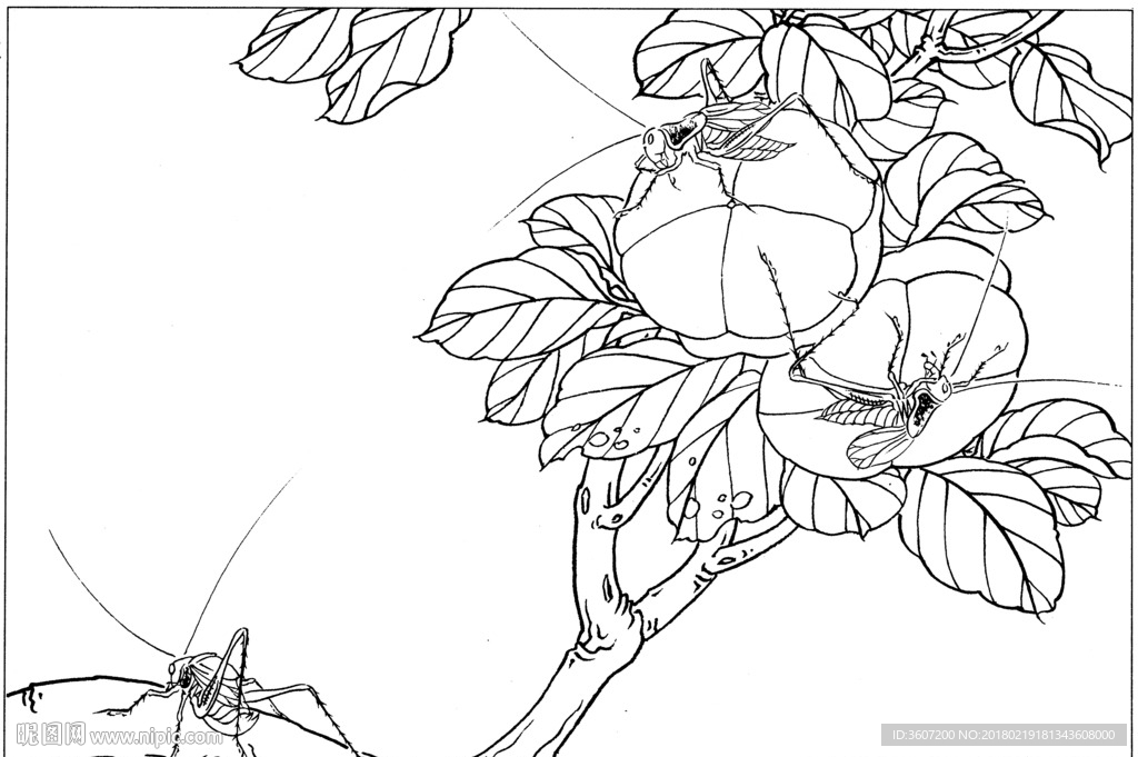 草虫 素描 线描 白描 国画