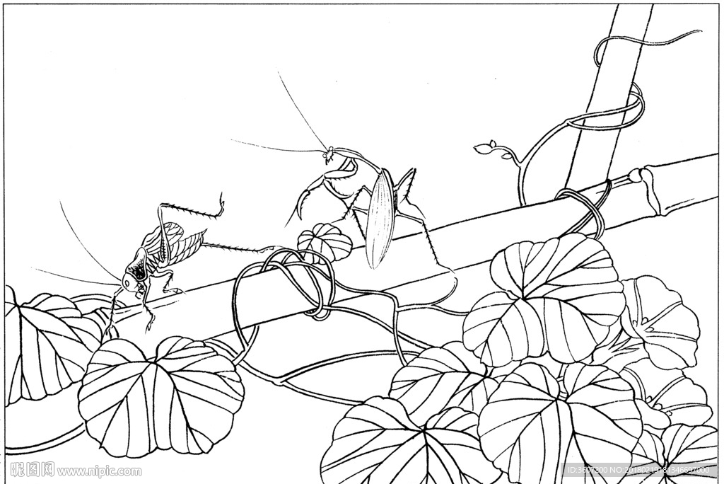 草虫 素描 线描 白描 国画