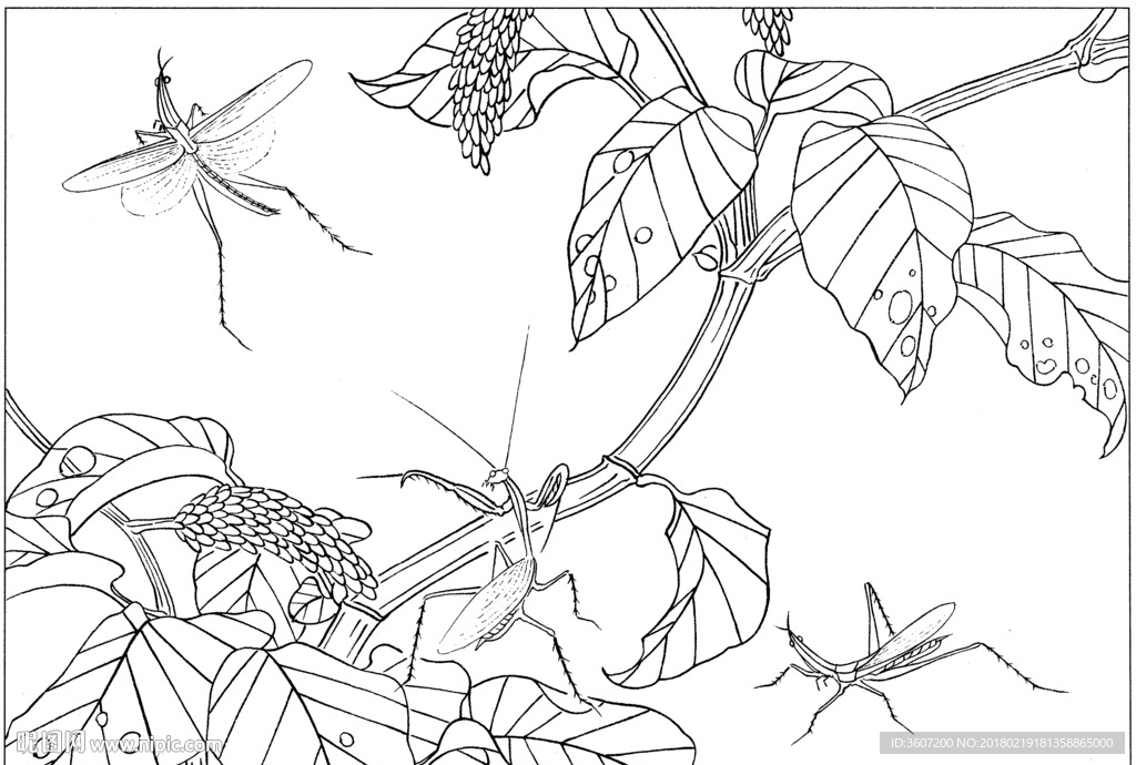 草虫 素描 线描 白描 国画